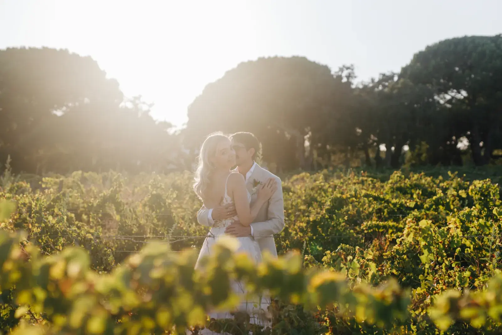 Couple embracing between vine rows at sunset, umbrella pines behind them in low golden light