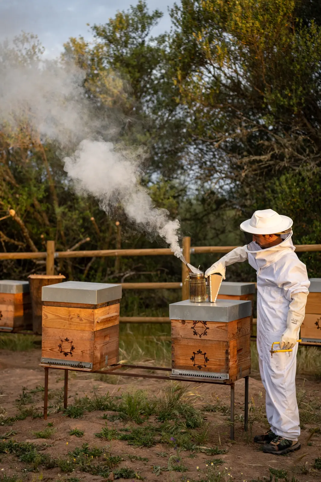 Estate beekeeping at São Lourenço do Barrocal, Alentejo