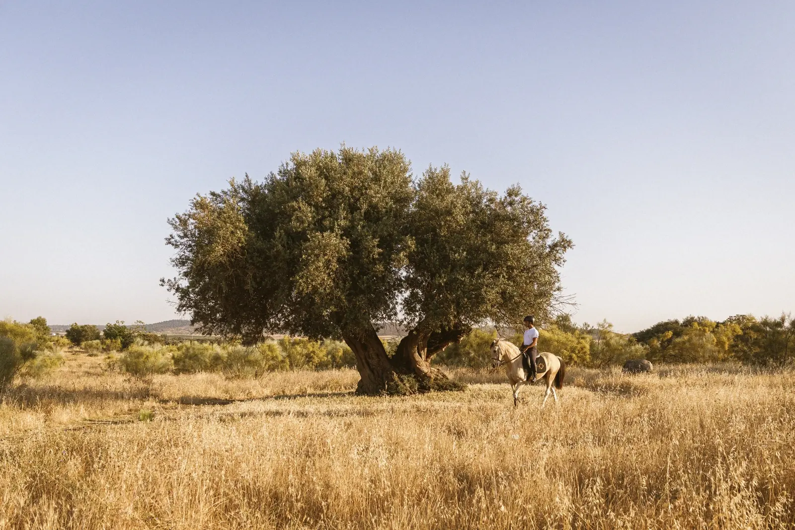 Estate stables and horse riding at São Lourenço do Barrocal, Alentejo